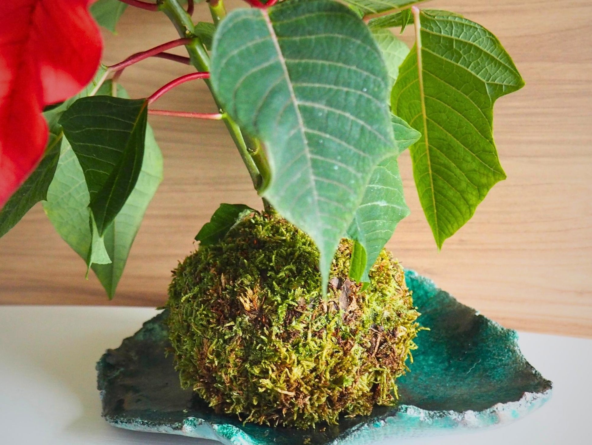 Stella di Natale Kokedama