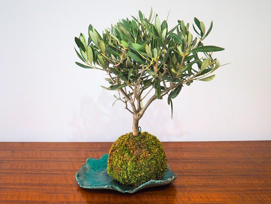 Ulivo Bonsai Kokedama