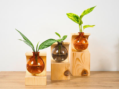Vaso propagatore talea fiori secchi