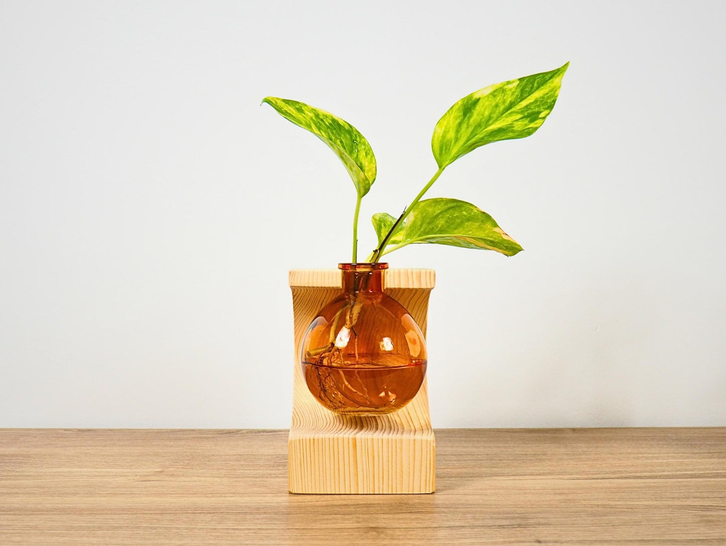 Vaso propagatore talea fiori secchi