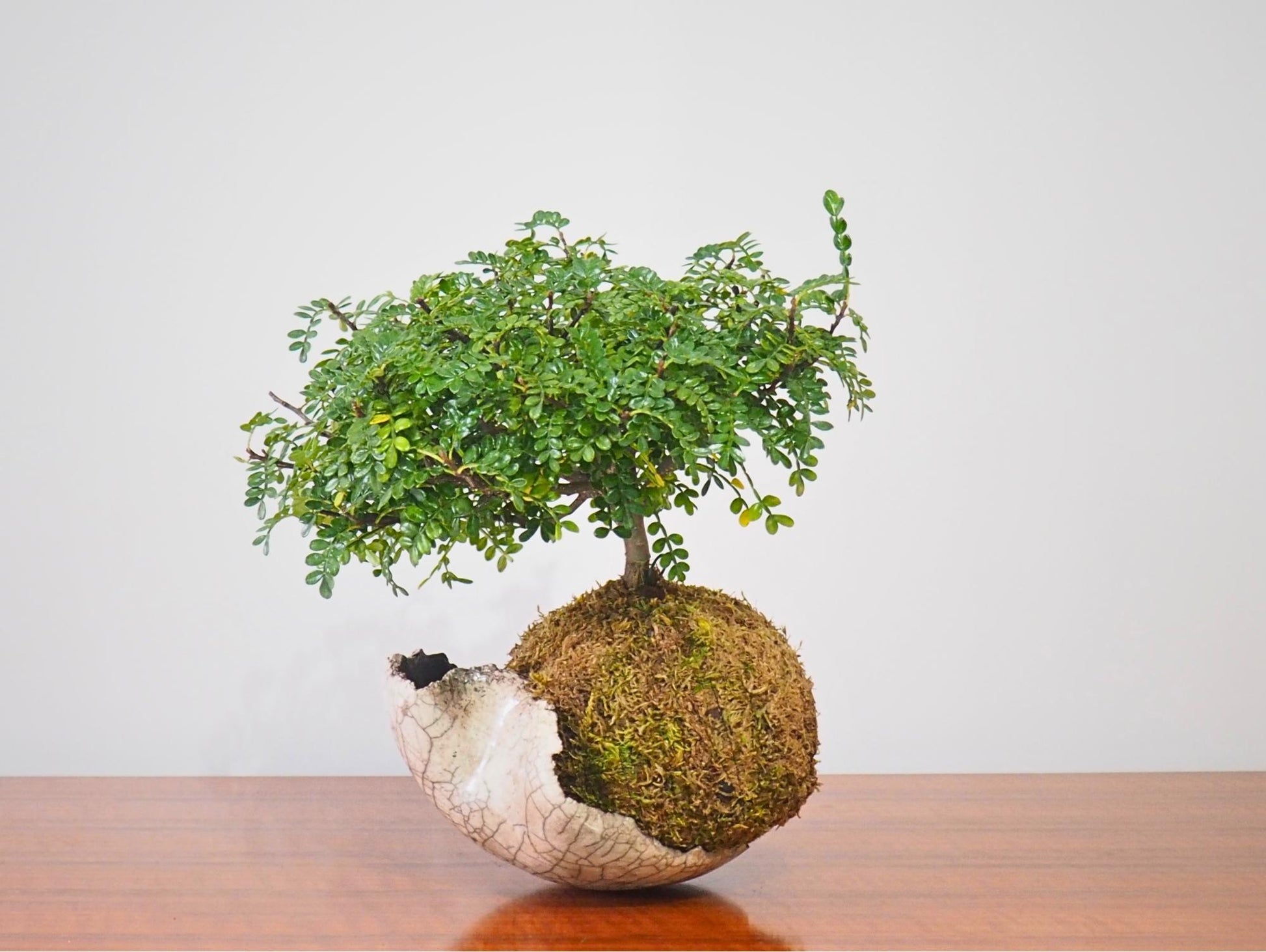 Zanthoxylum Piperitum Kokedama