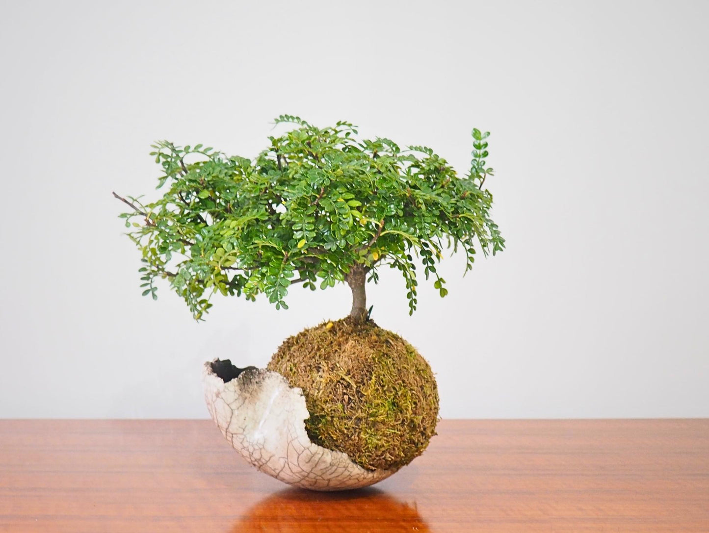 Zanthoxylum Piperitum Kokedama