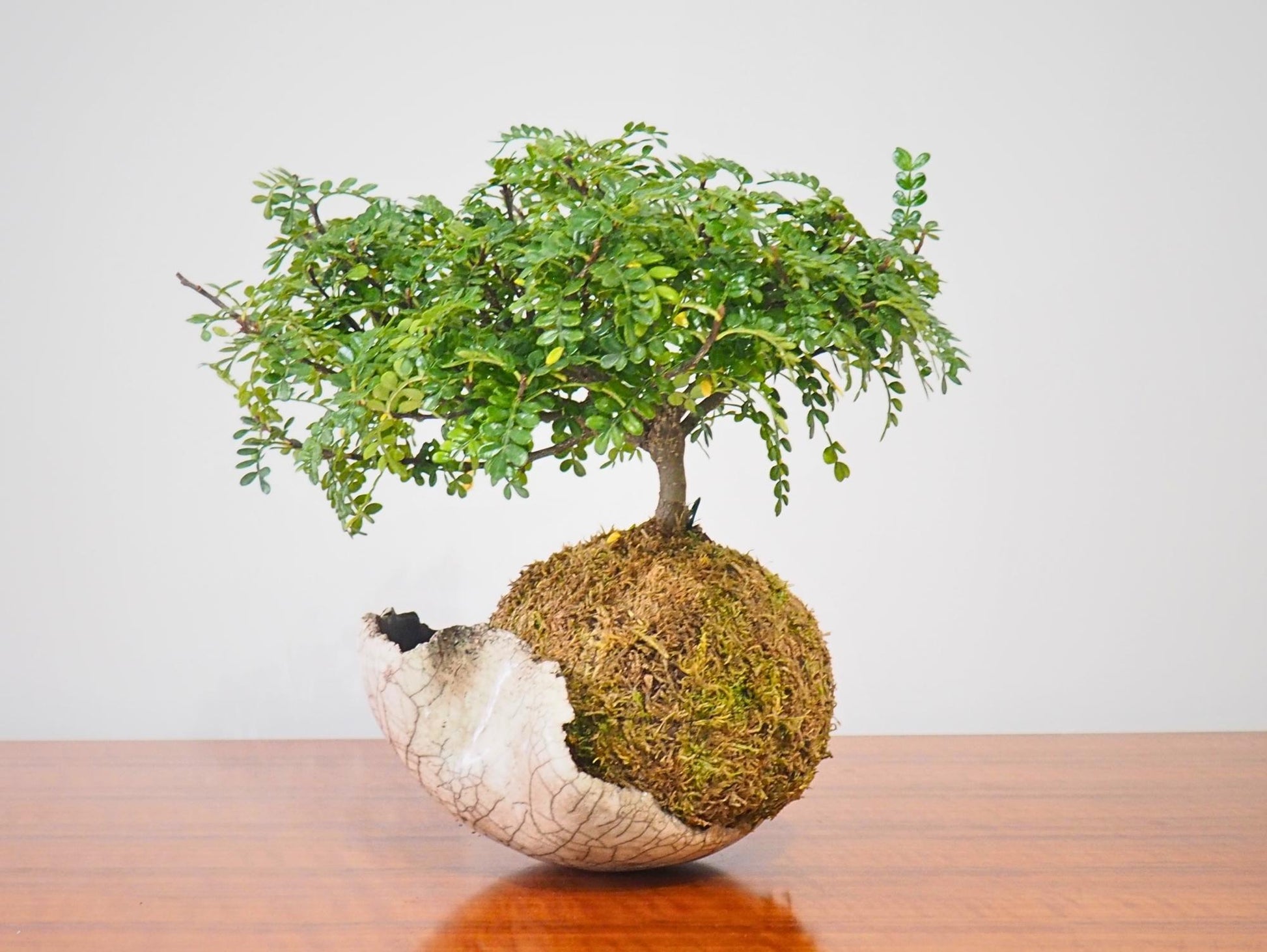 Zanthoxylum Piperitum Kokedama