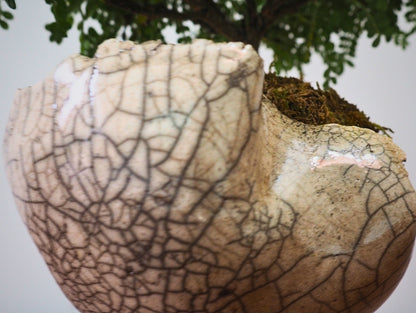 Base per kokedama raku