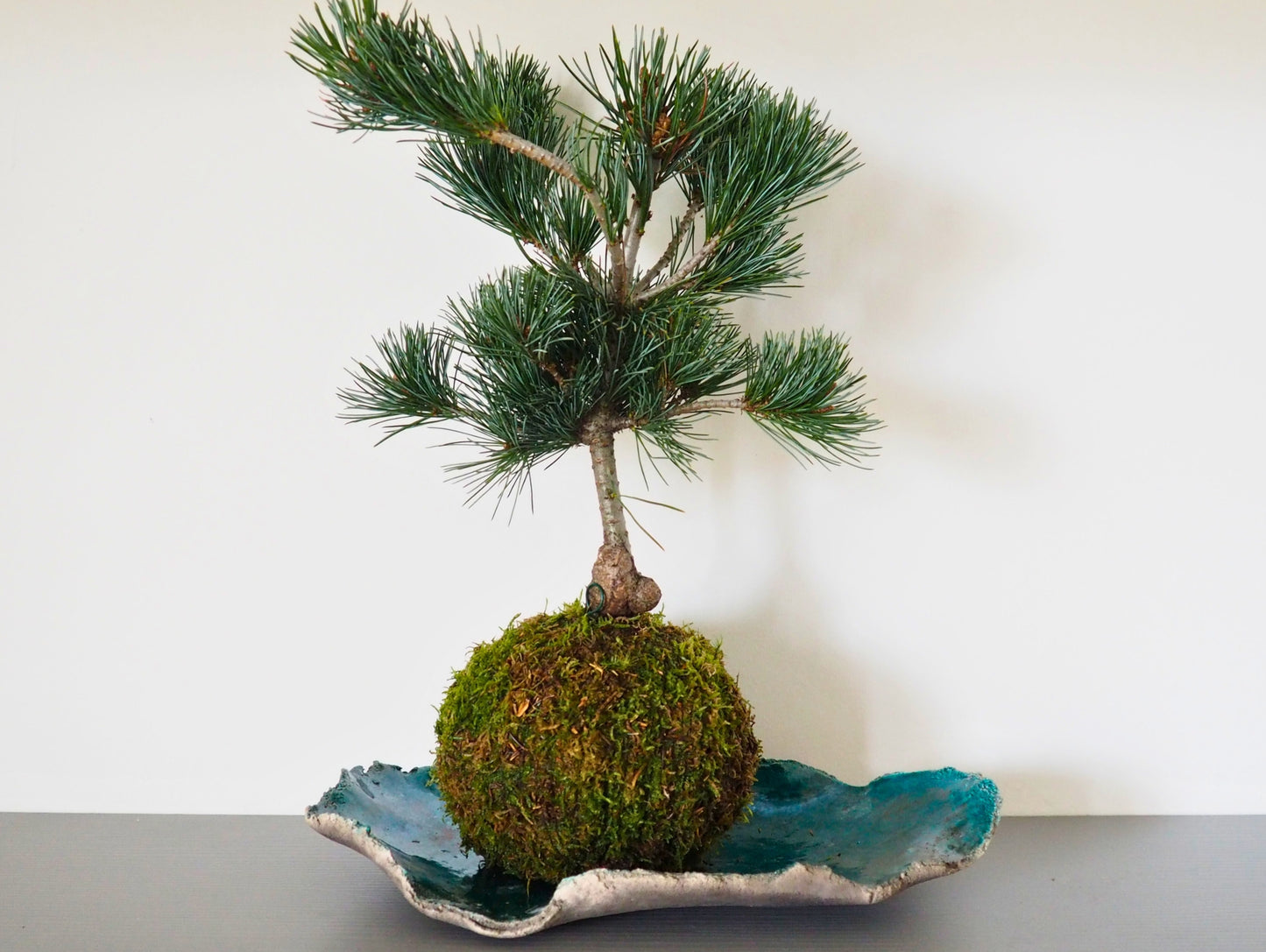 Negeshi Pine Bonsai Kokedama
