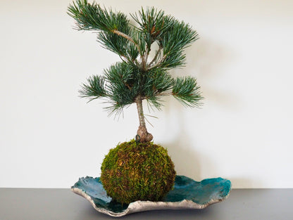 Negeshi Pine Bonsai Kokedama