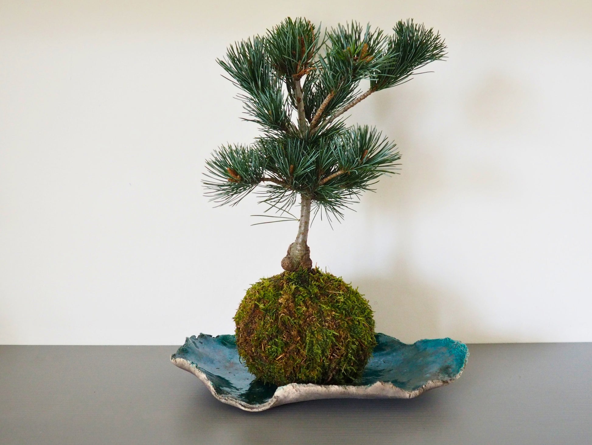 kokedama bonsai tree Negeshi Pine Bonsai Kokedama – Greendama