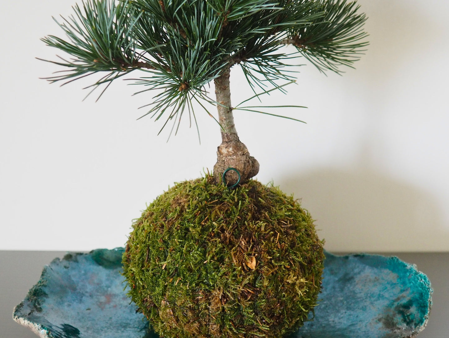 Negeshi Pine Bonsai Kokedama