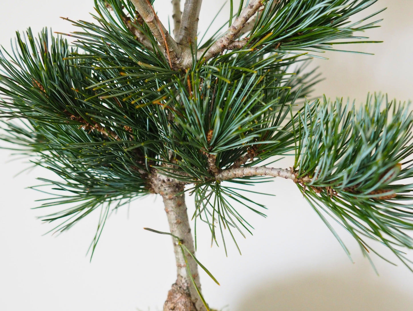 Negeshi Pine Bonsai Kokedama
