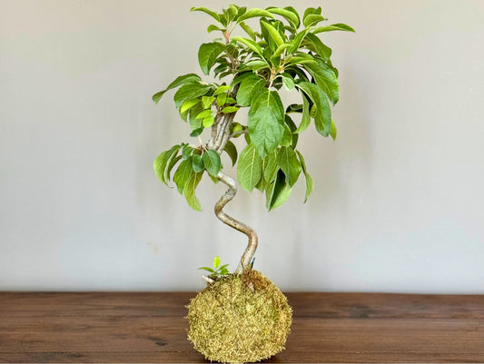 Melo Da Fiore Bonsai Kokedama