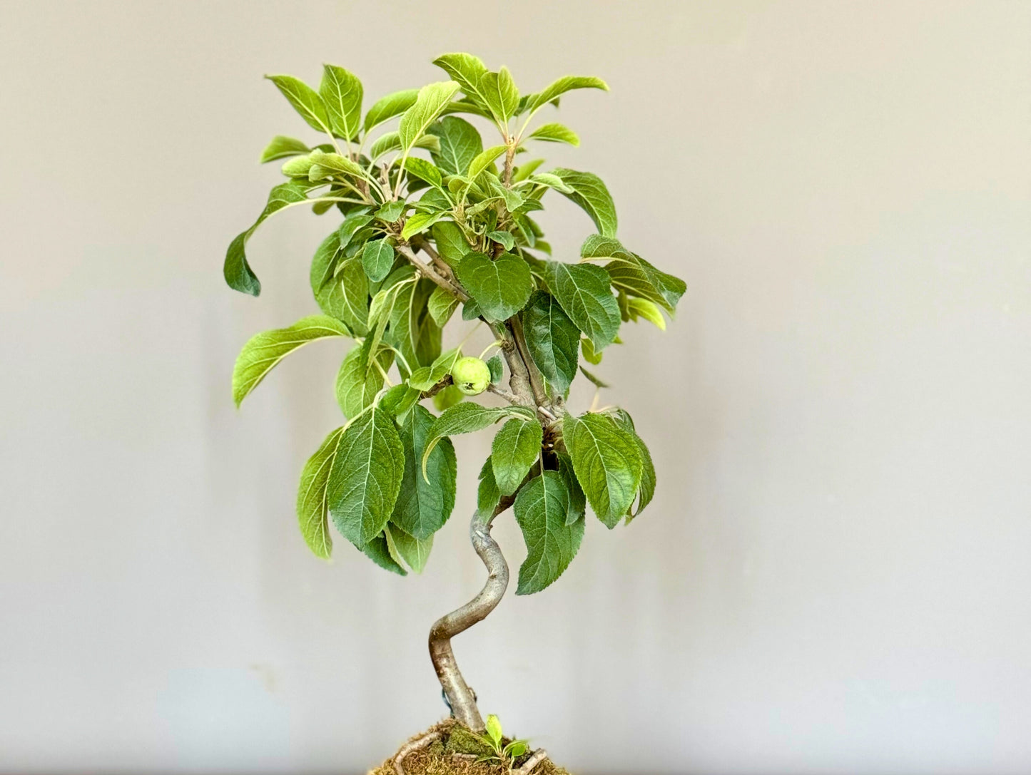 Bonsai Flowering Apple Tree Kokedama