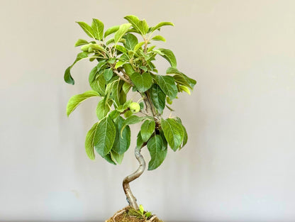 Bonsai Flowering Apple Tree Kokedama
