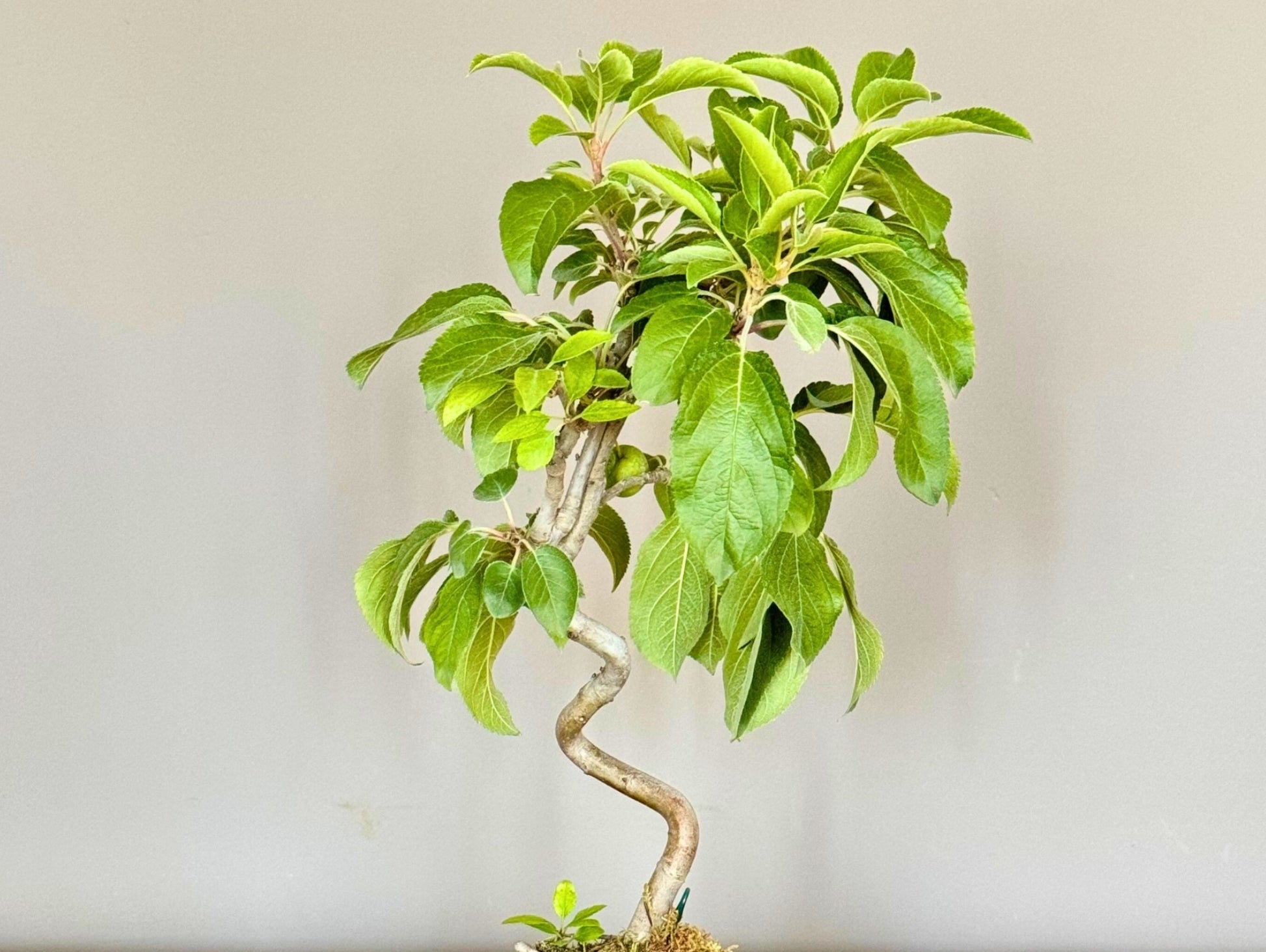 Melo Da Fiore Bonsai Kokedama