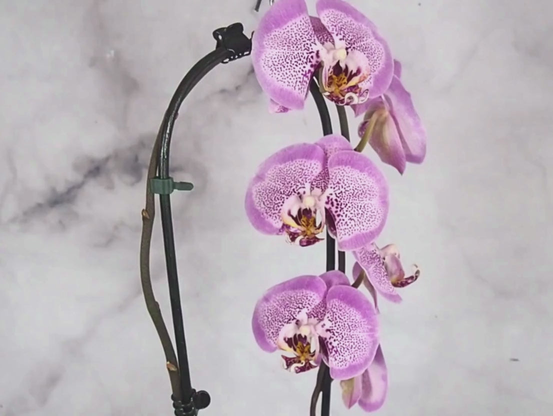 Orchidea Phalaenopsis magenta Kokedama pianta da fiore