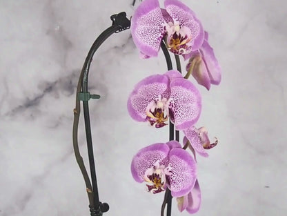 Orchidea Phalaenopsis magenta Kokedama pianta da fiore