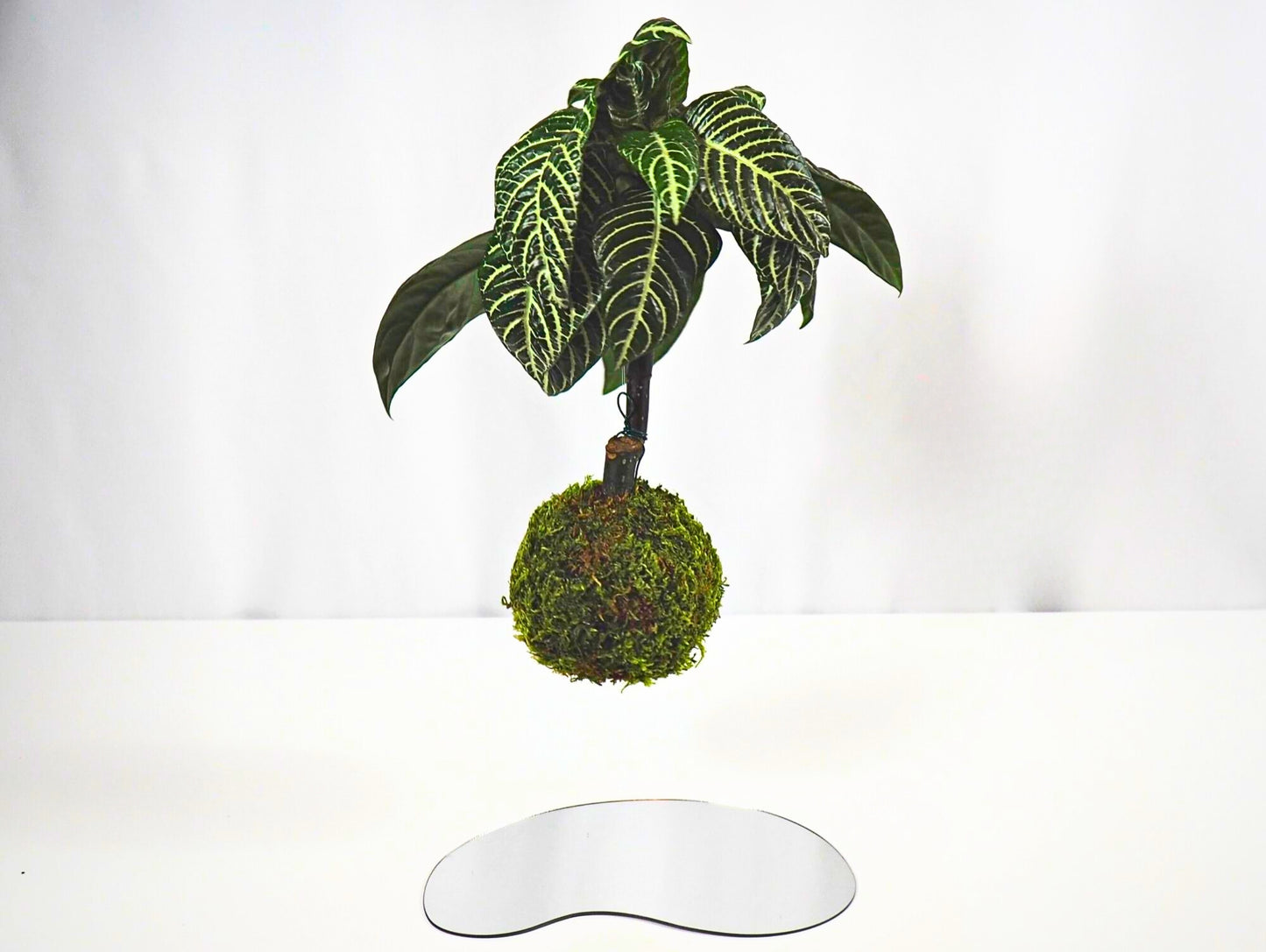 Aphelandra Kokedama