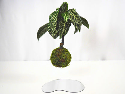 Aphelandra Kokedama