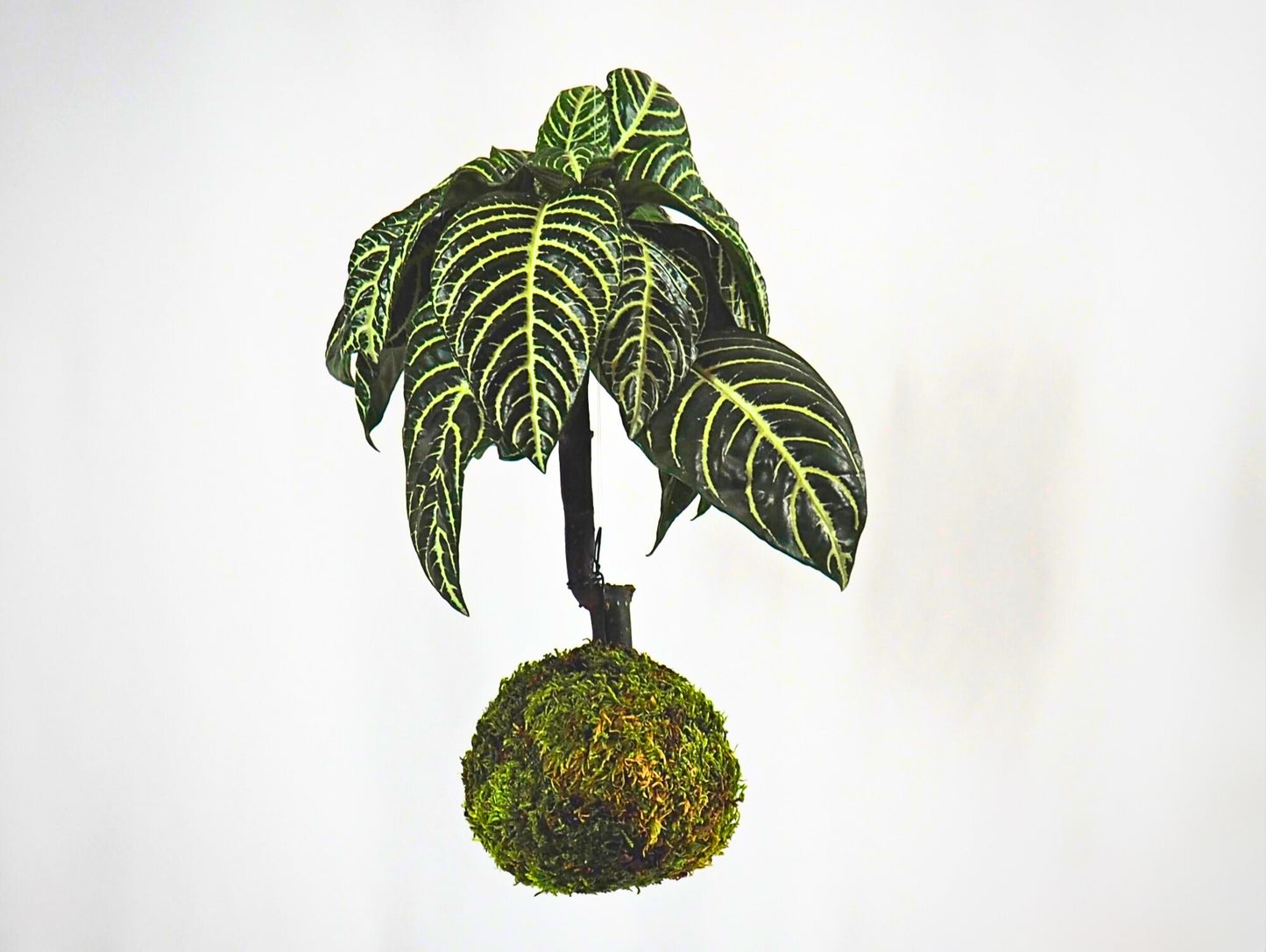 Aphelandra Kokedama