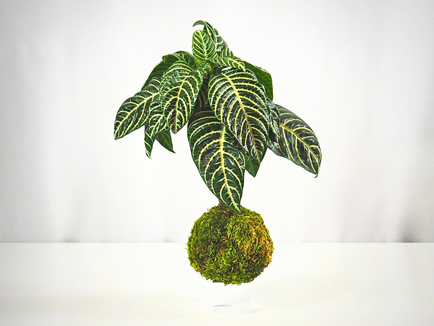 Aphelandra Kokedama