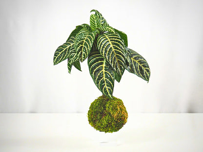 Aphelandra Kokedama