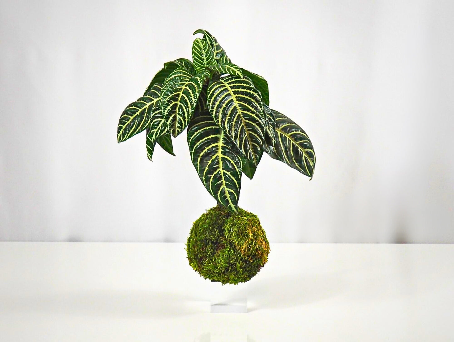 Aphelandra Kokedama