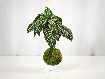 Aphelandra Kokedama