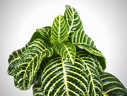 Aphelandra Kokedama