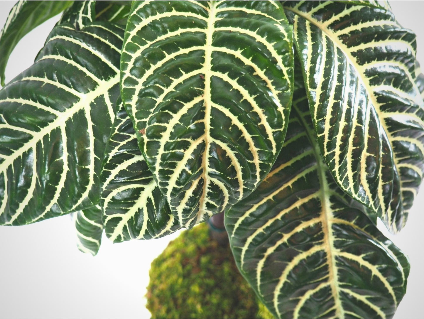 Aphelandra Kokedama