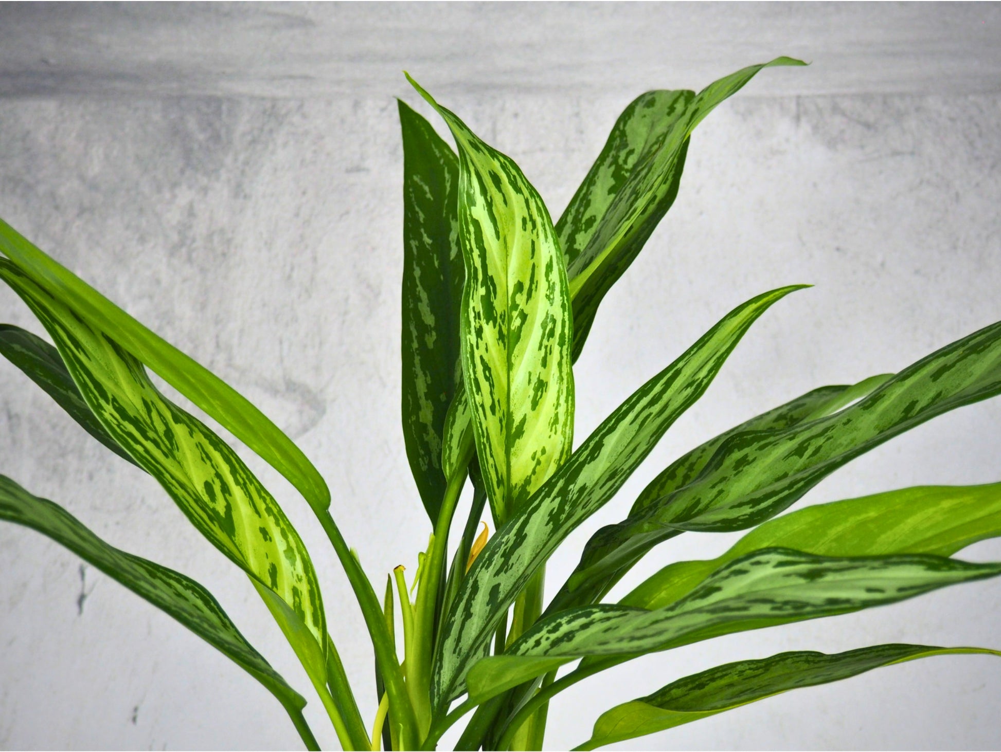 Aglaonema kokedama pianta da interno 