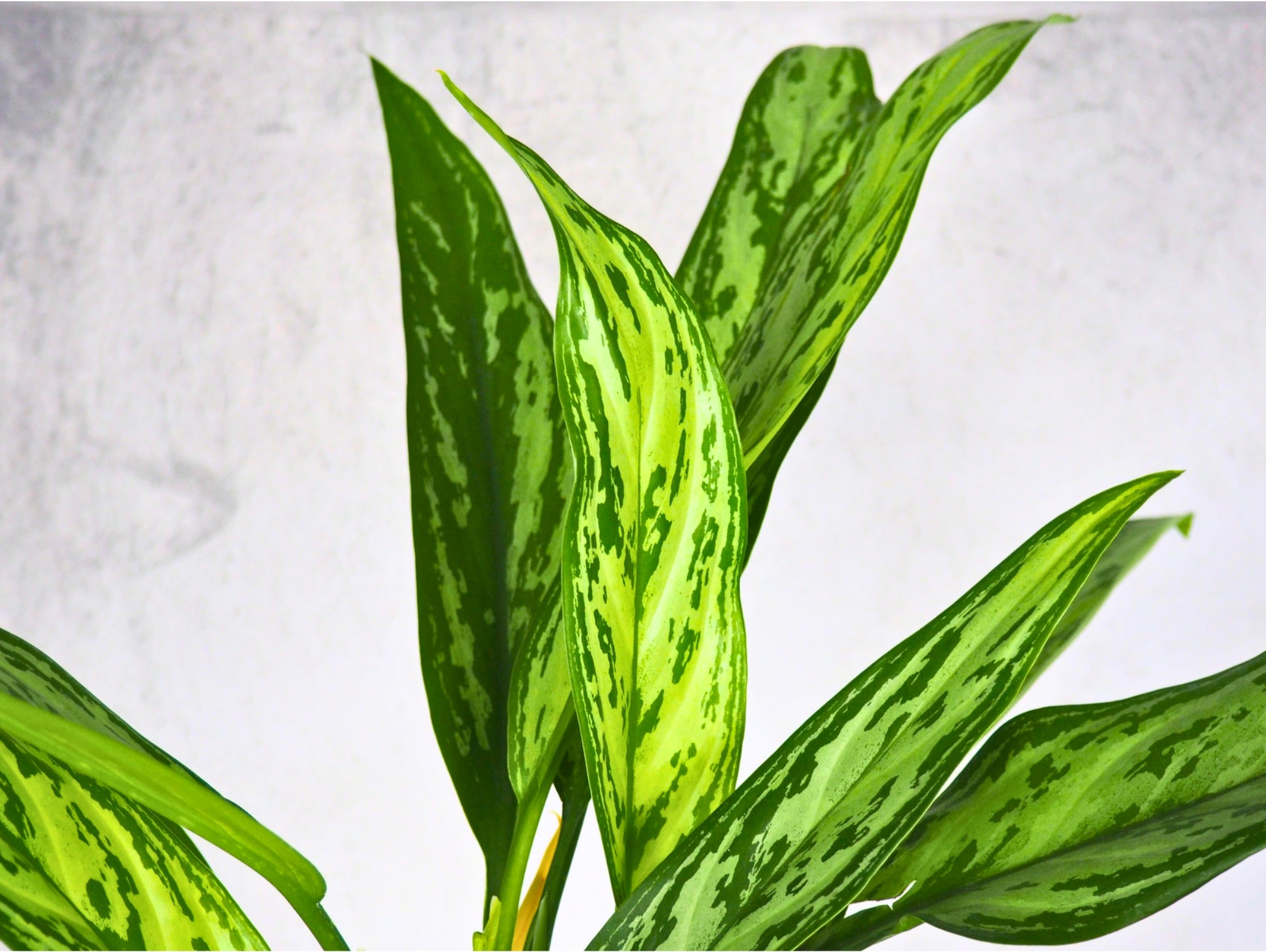 Aglaonema kokedama pianta da interno 