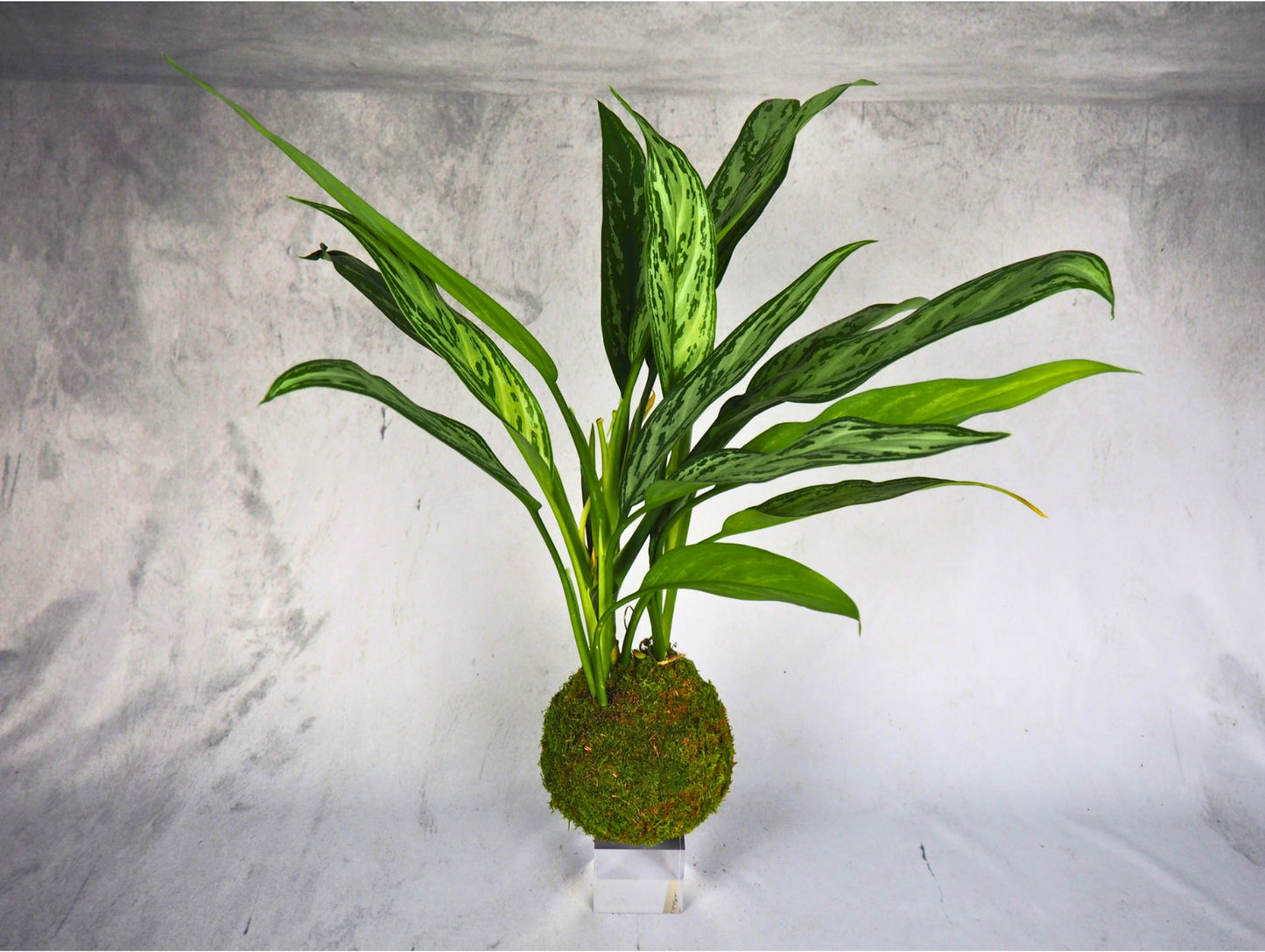 Aglaonema kokedama pianta da interno 
