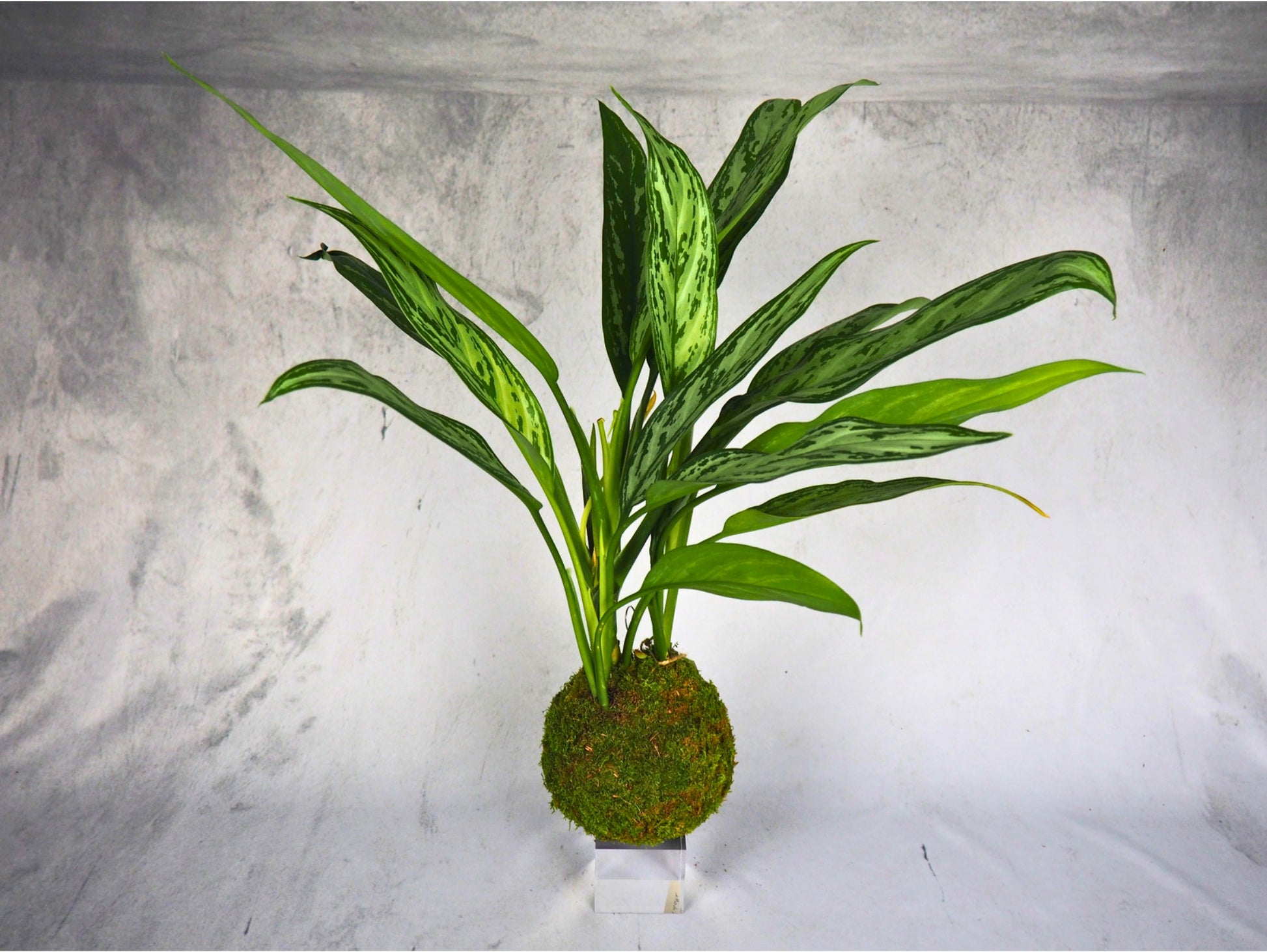 Aglaonema kokedama pianta da interno 