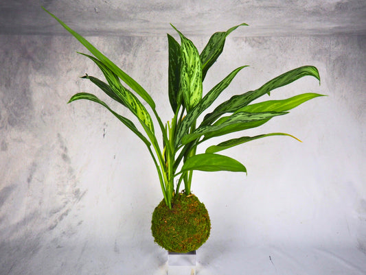 Aglaonema kokedama pianta da interno 