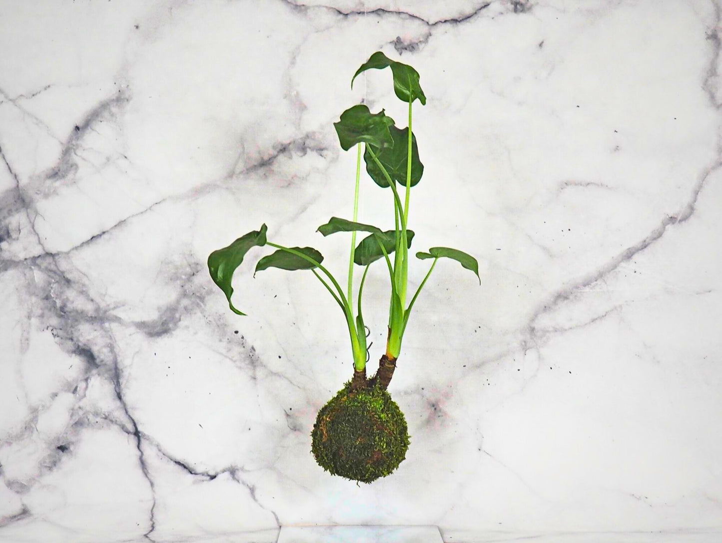 Alocasia Cucullata kokedama pianta da interno