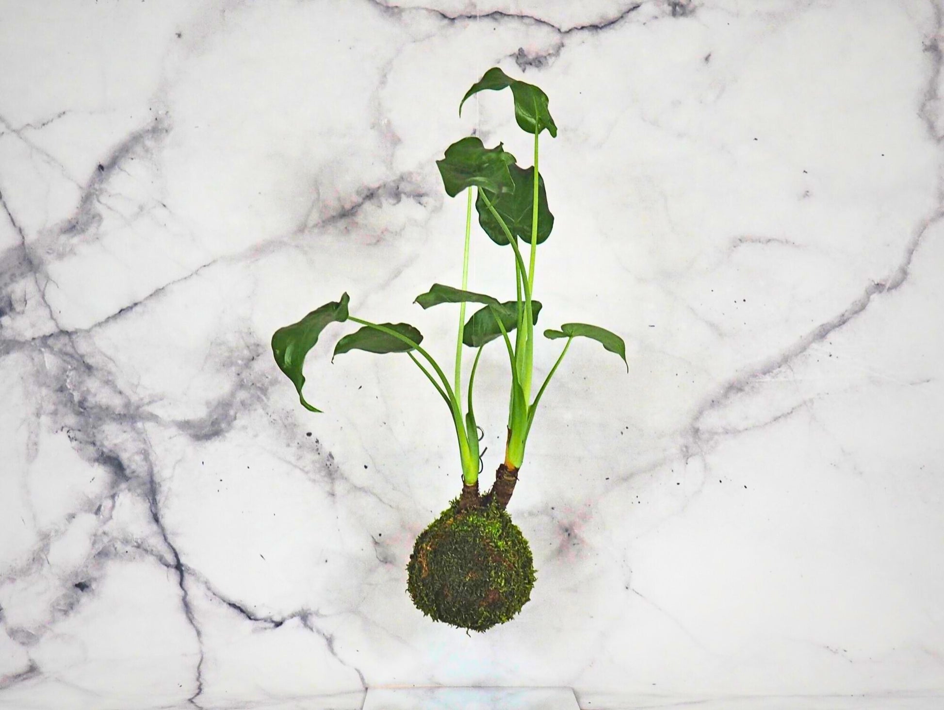 Alocasia Cucullata kokedama pianta da interno