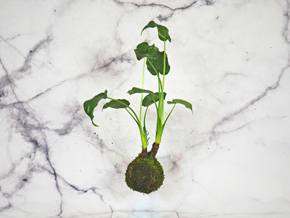 Alocasia Cucullata kokedama pianta da interno