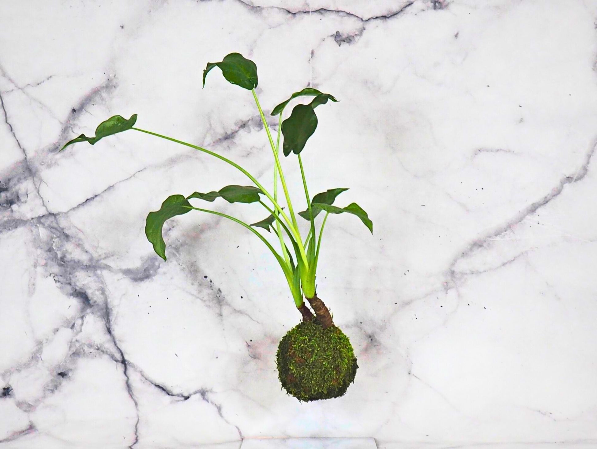 Alocasia Cucullata kokedama pianta da interno