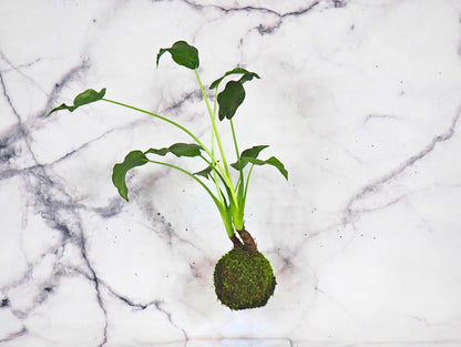 Alocasia Cucullata kokedama pianta da interno