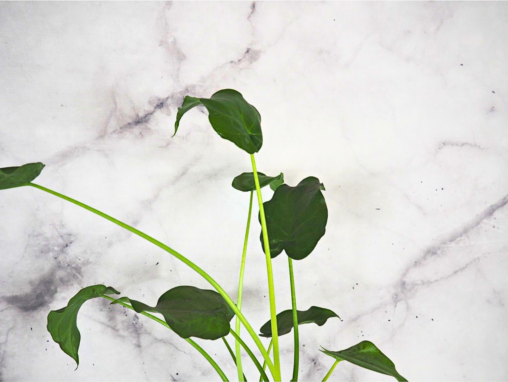 Alocasia Cucullata kokedama pianta da interno