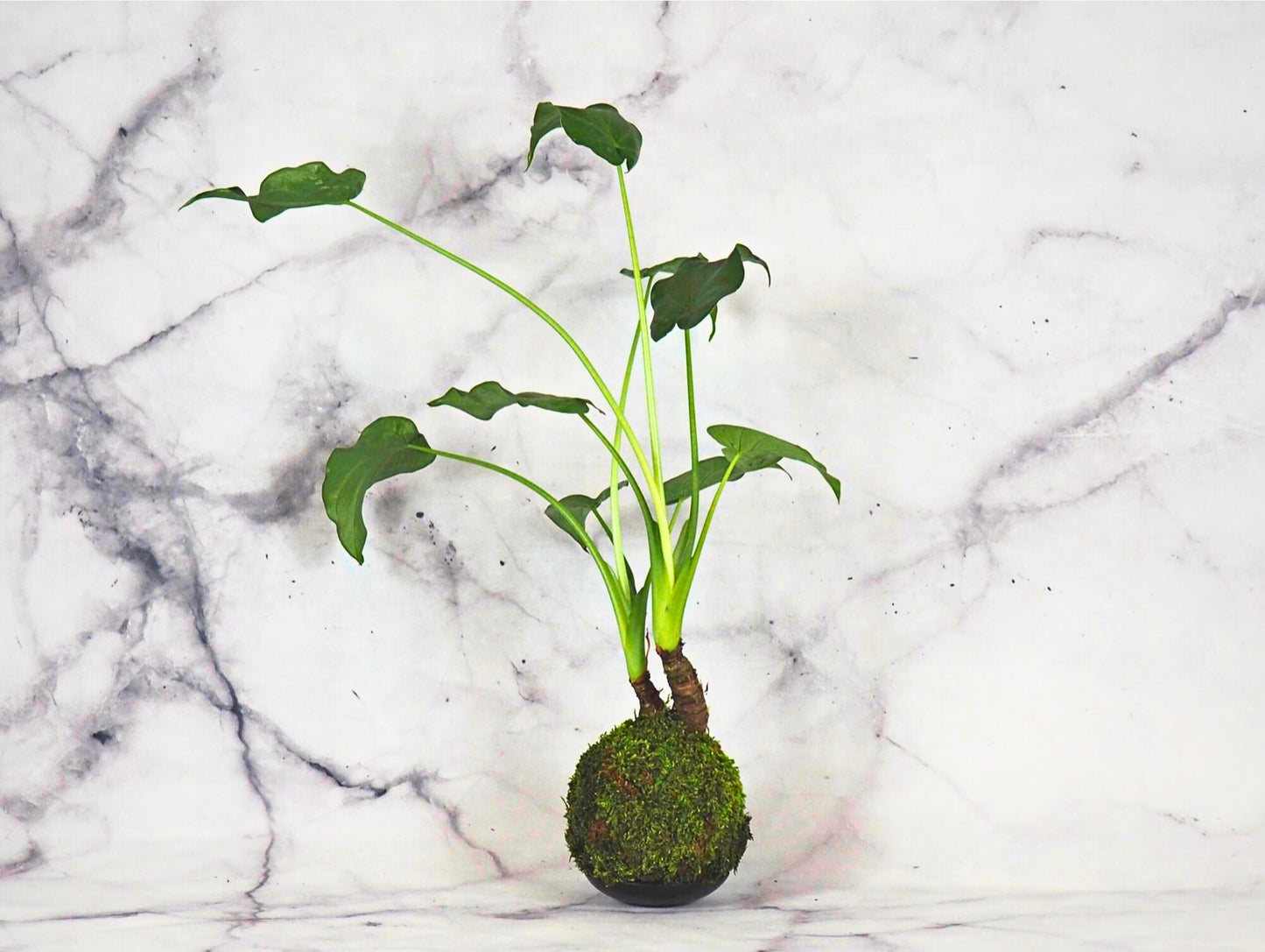 Alocasia Cucullata kokedama pianta da interno