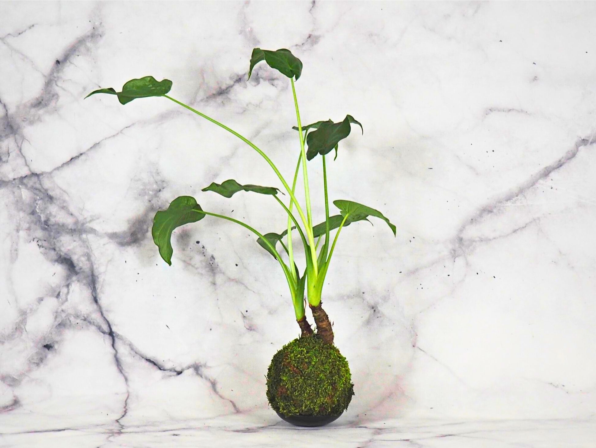 Alocasia Cucullata kokedama pianta da interno