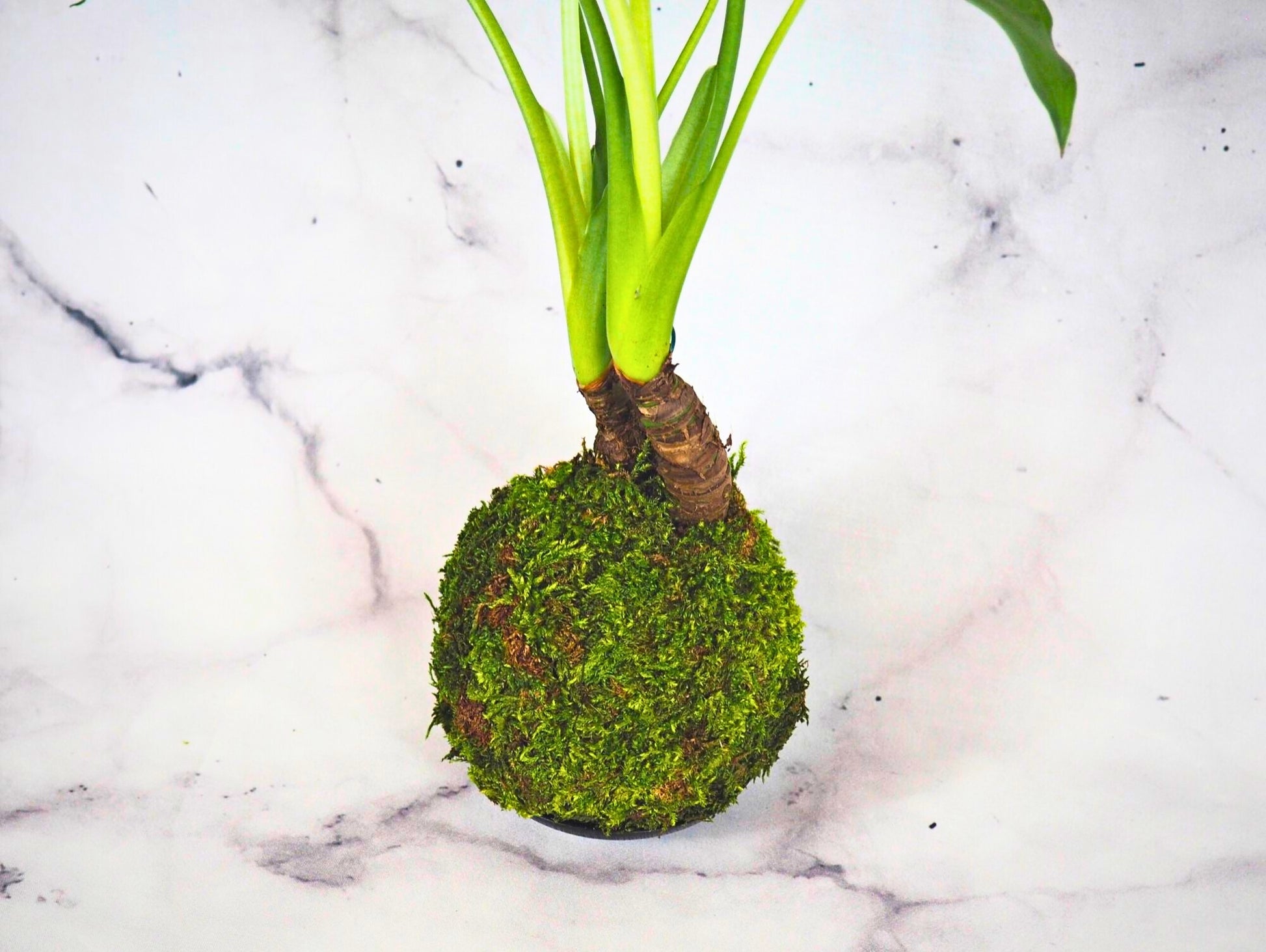 Alocasia Cucullata kokedama pianta da interno