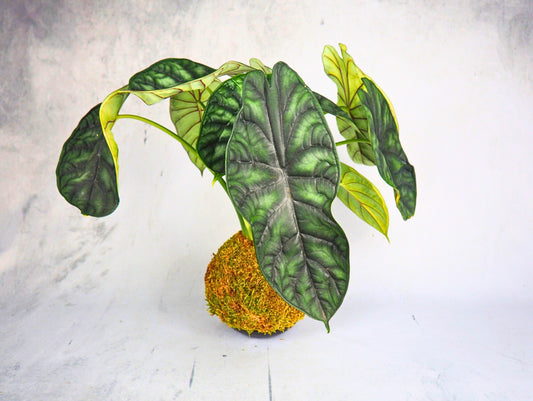 Alocasia Dragon Kokedama pianta da interno