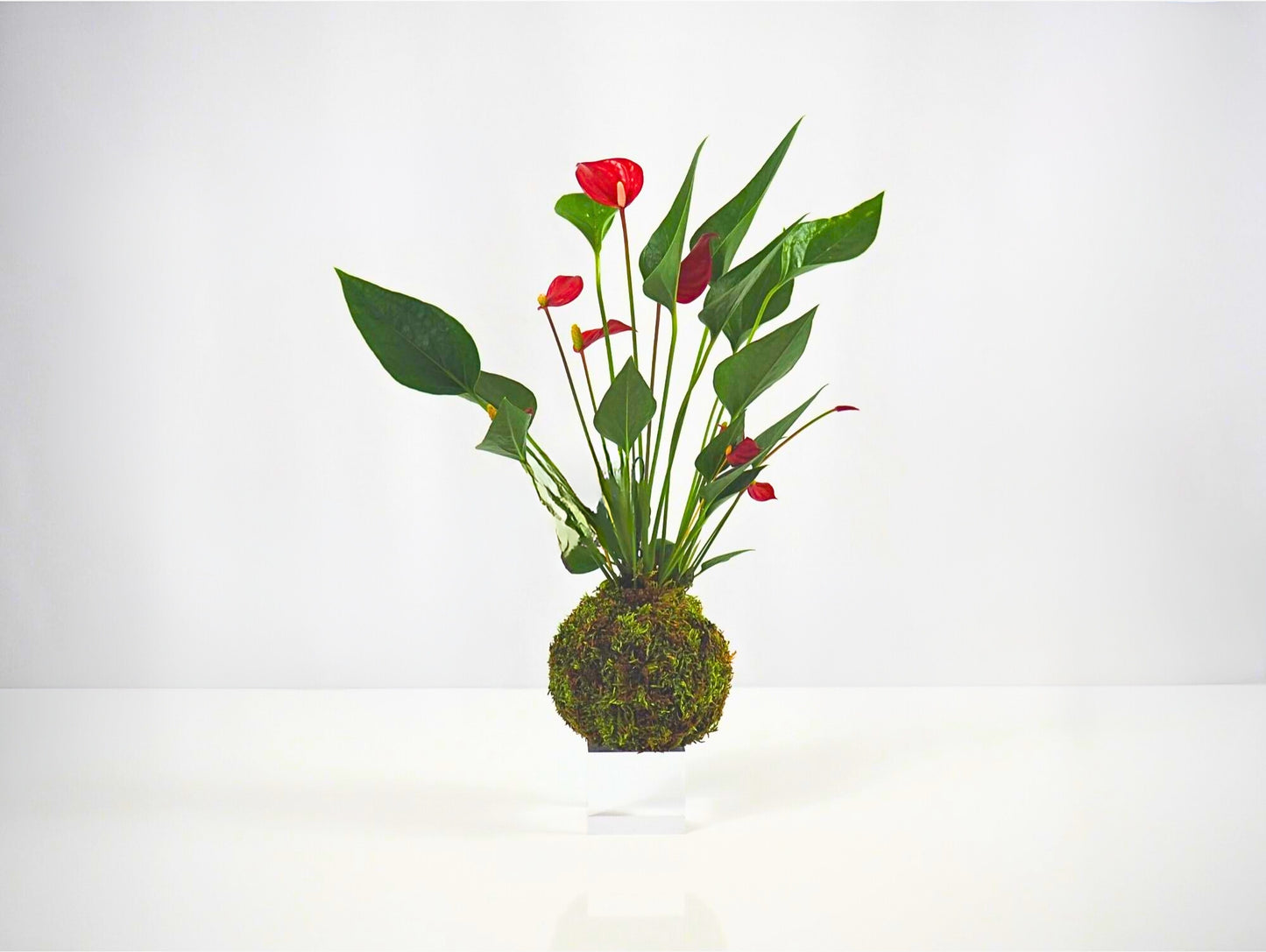 Anthurium Kokedama pianta da interno