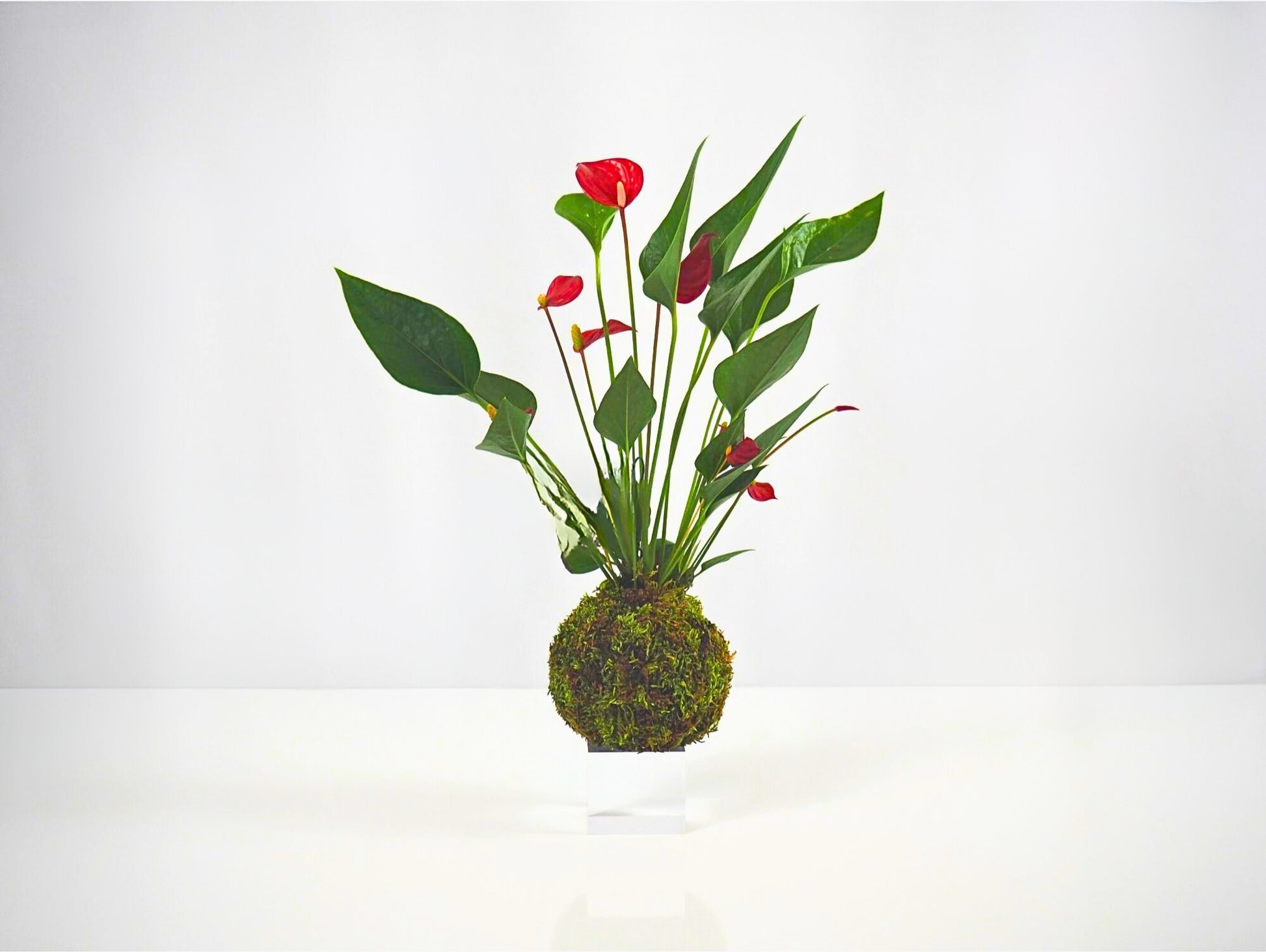 Anthurium Kokedama pianta da interno