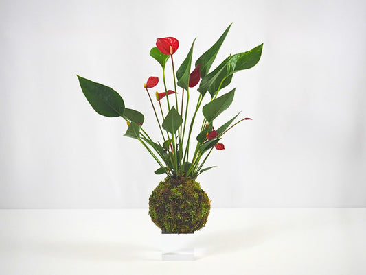 Anthurium Kokedama pianta da interno