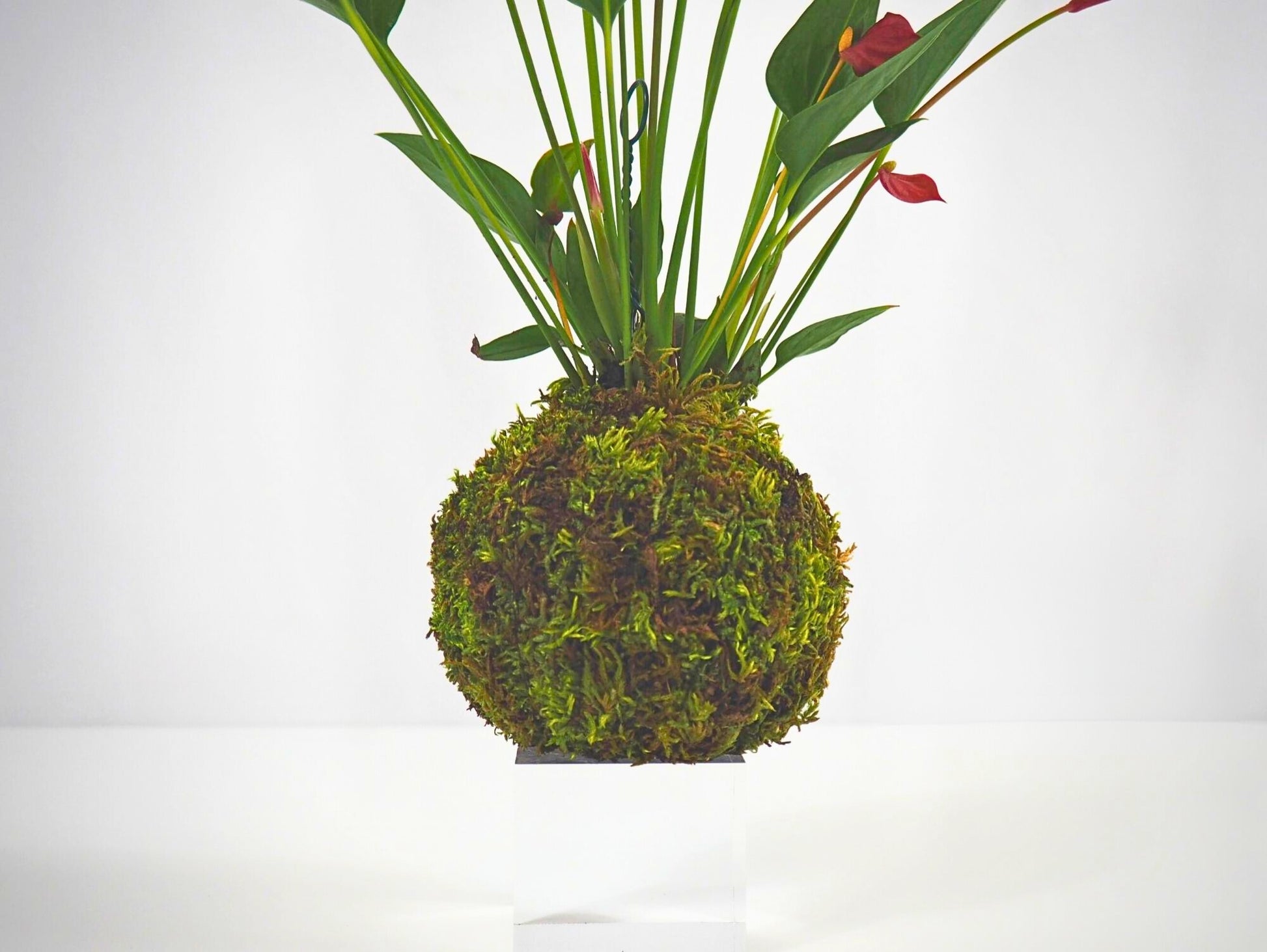 Anthurium Kokedama pianta da interno