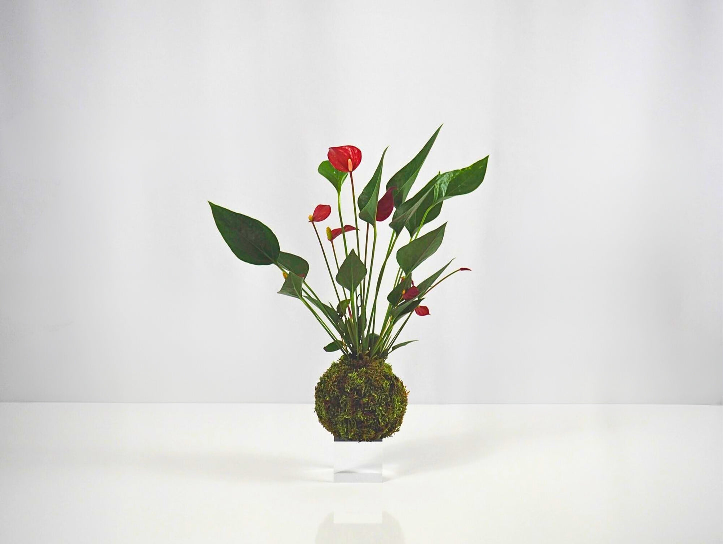 Anthurium Kokedama pianta da interno