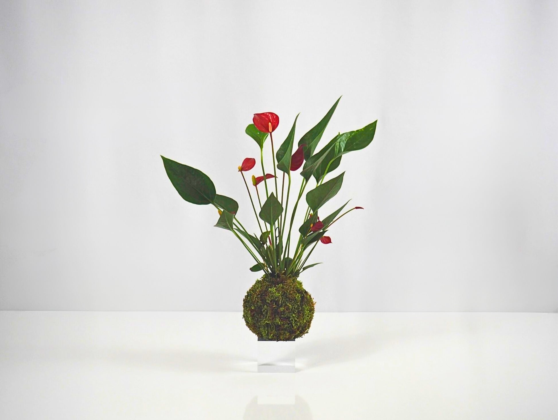 Anthurium Kokedama pianta da interno