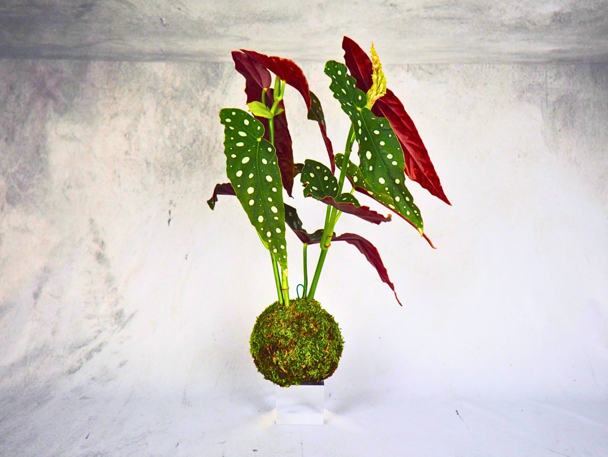 Begonia polka dot kokedama pianta da interno